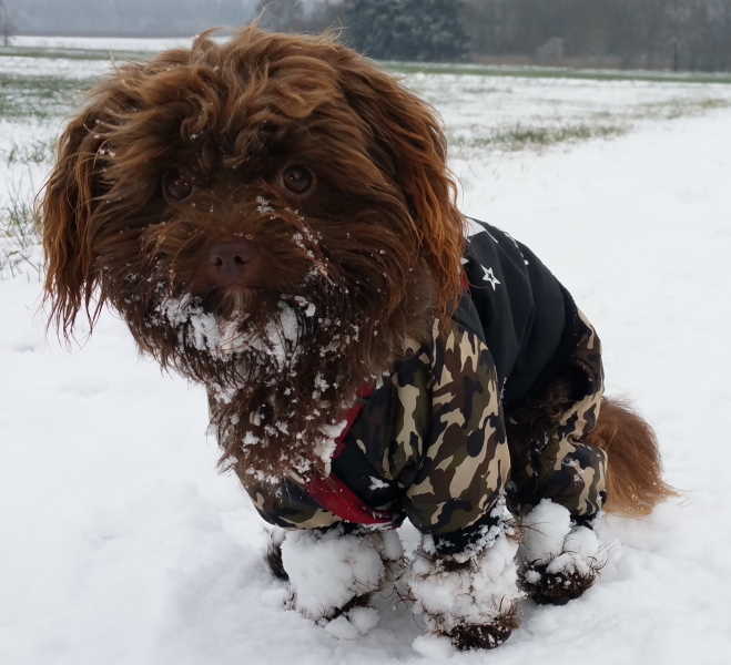 Kalle im Schnee