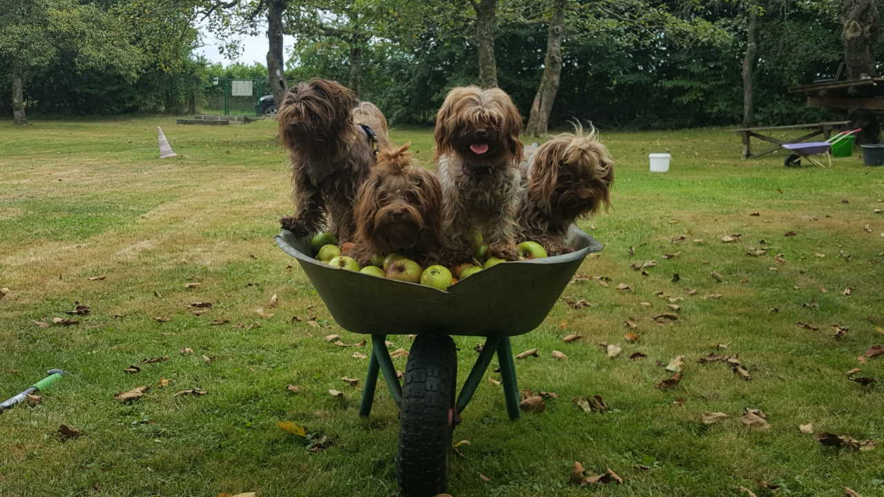 Rudel am Hundeplatz