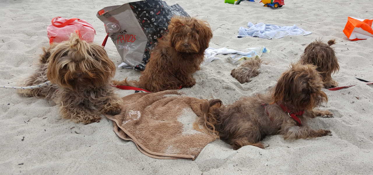 Rudel am Strand